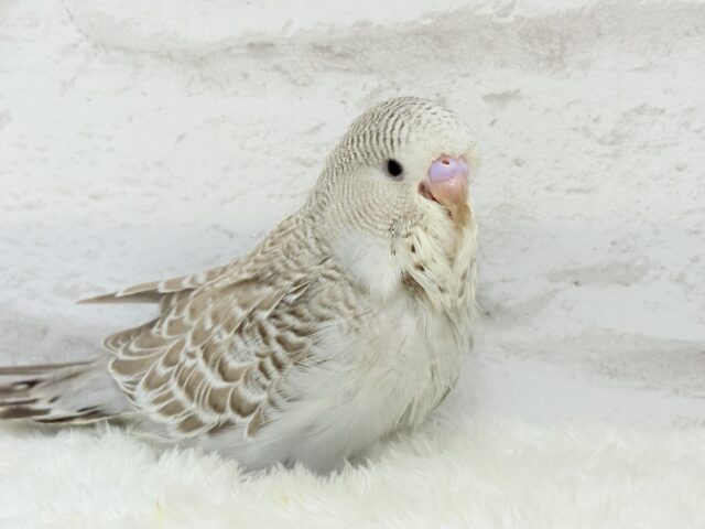 ジャンボセキセイインコ