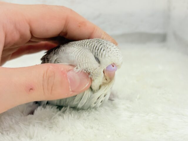 ジャンボセキセイインコ