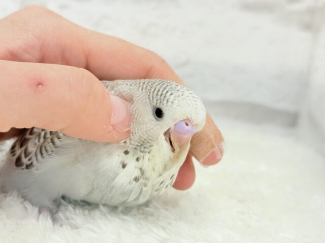 ジャンボセキセイインコ