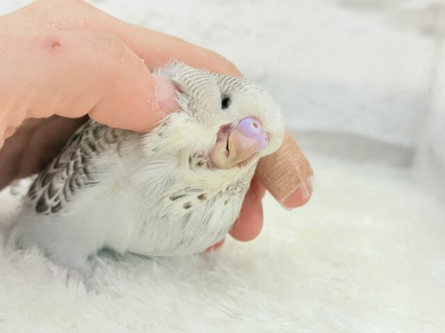 ジャンボセキセイインコ