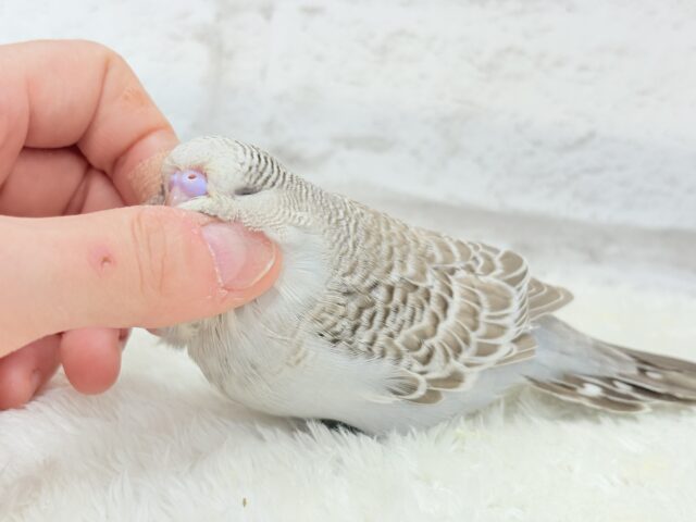 ジャンボセキセイインコ