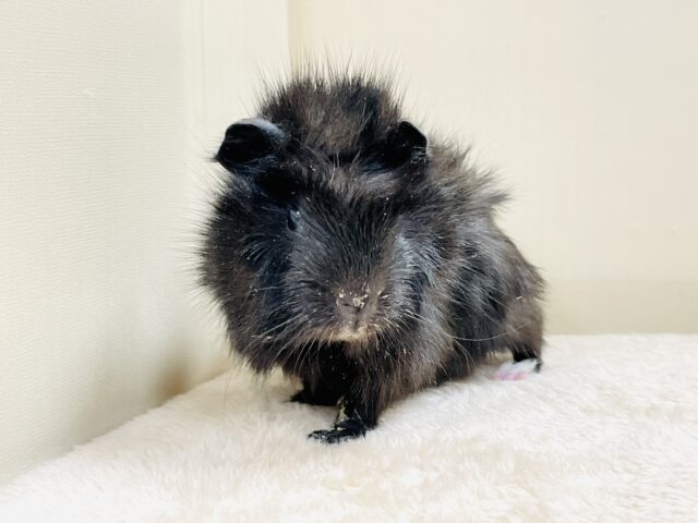 アビシニアンモルモット