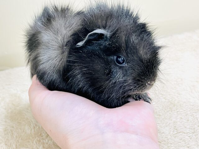 アビシニアンモルモット