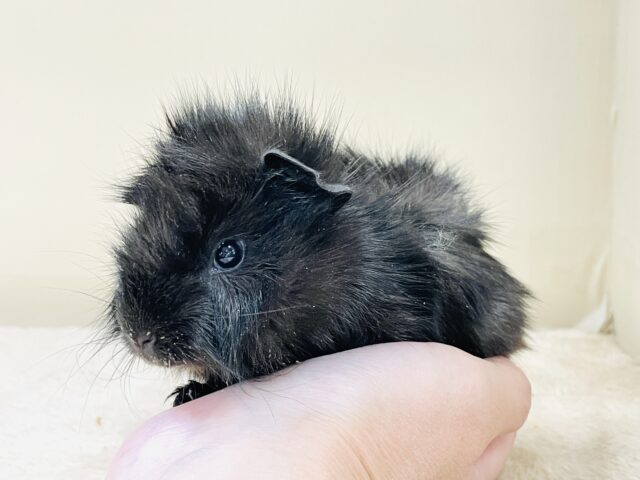 アビシニアンモルモット