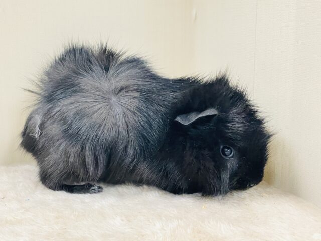 アビシニアンモルモット