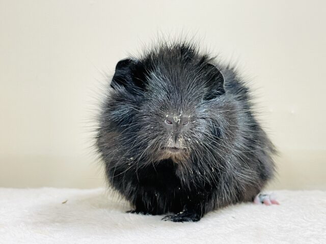 アビシニアンモルモット