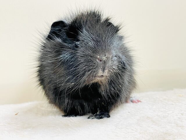 アビシニアンモルモット