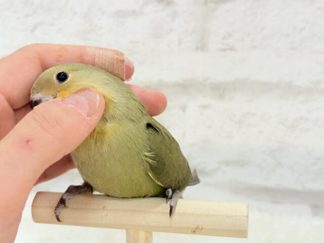 コザクラインコ（小桜インコ）