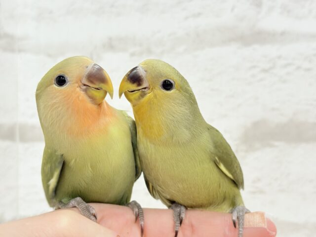 コザクラインコ（小桜インコ）