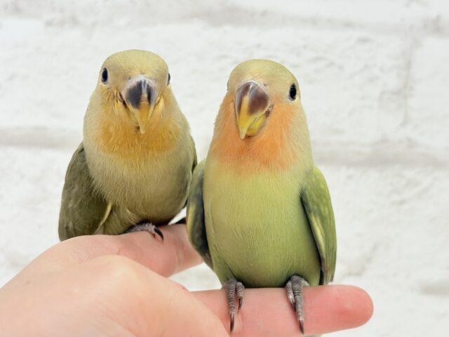 コザクラインコ（小桜インコ）