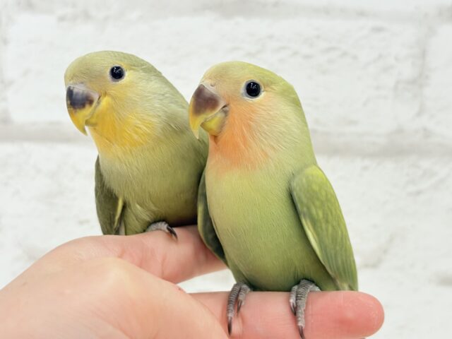 コザクラインコ（小桜インコ）