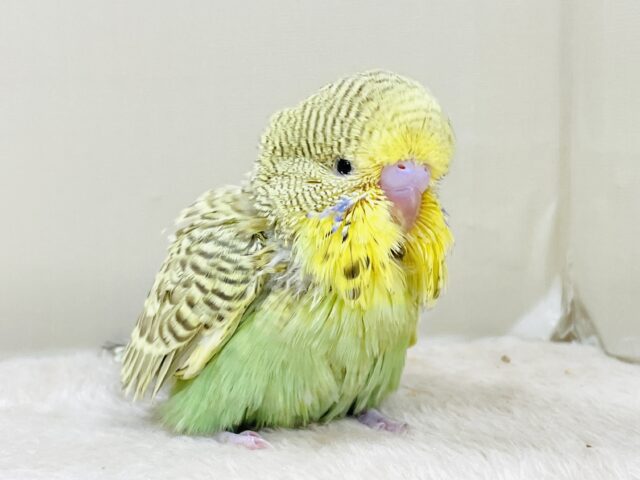 ジャンボセキセイインコ