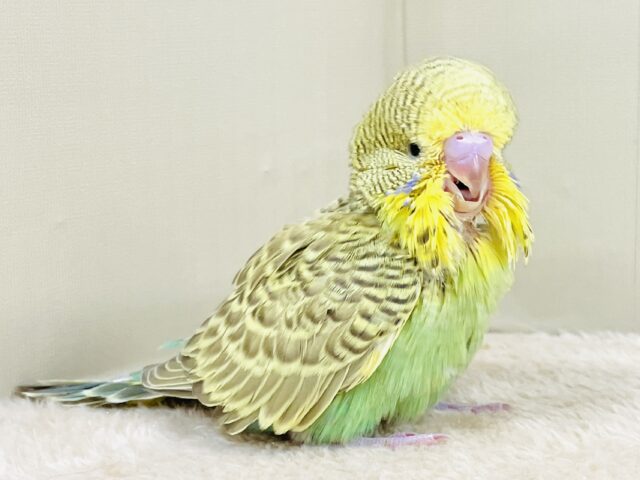 ジャンボセキセイインコ