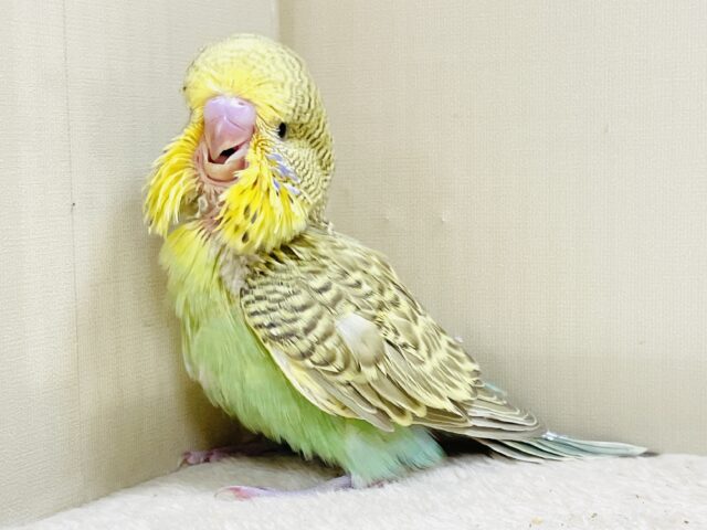 ジャンボセキセイインコ