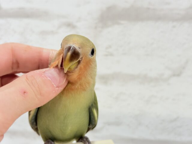 コザクラインコ（小桜インコ）