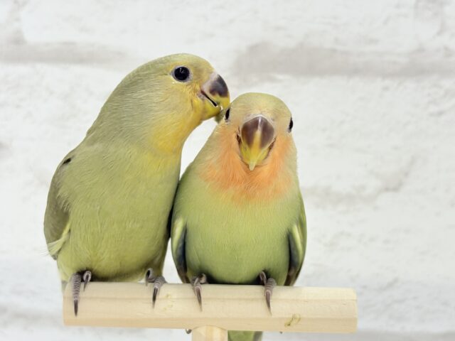 コザクラインコ（小桜インコ）