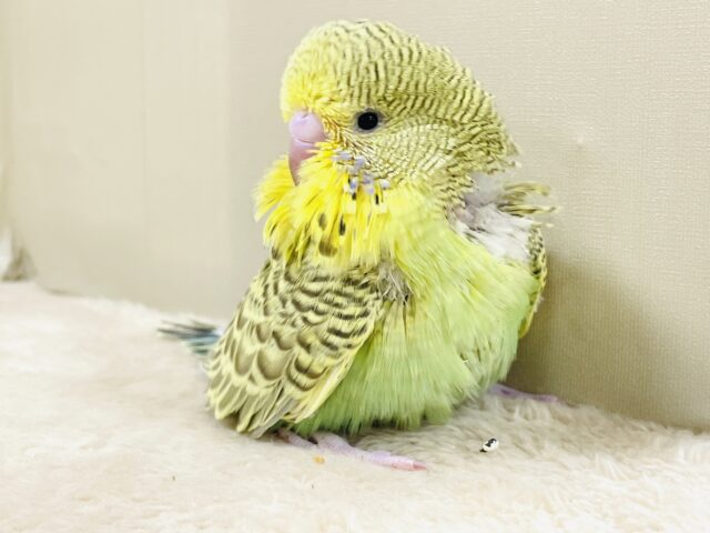 ジャンボセキセイインコ