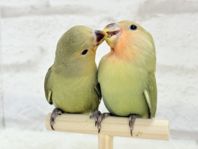 コザクラインコ（小桜インコ）