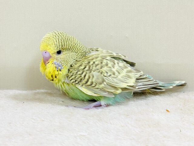 ジャンボセキセイインコ