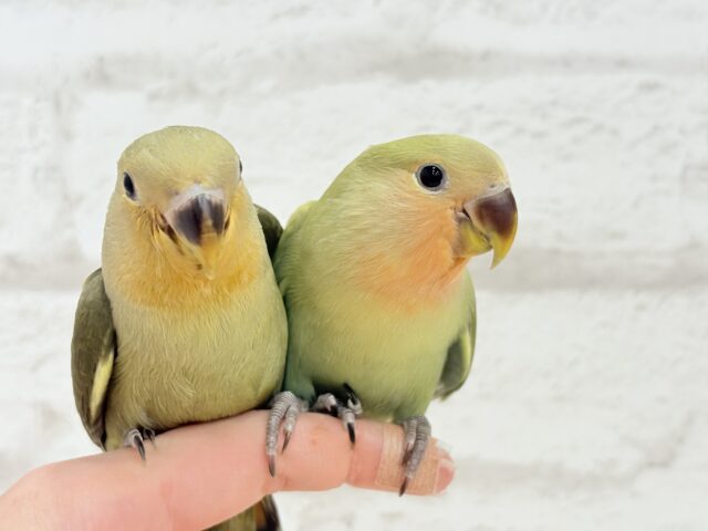 コザクラインコ（小桜インコ）