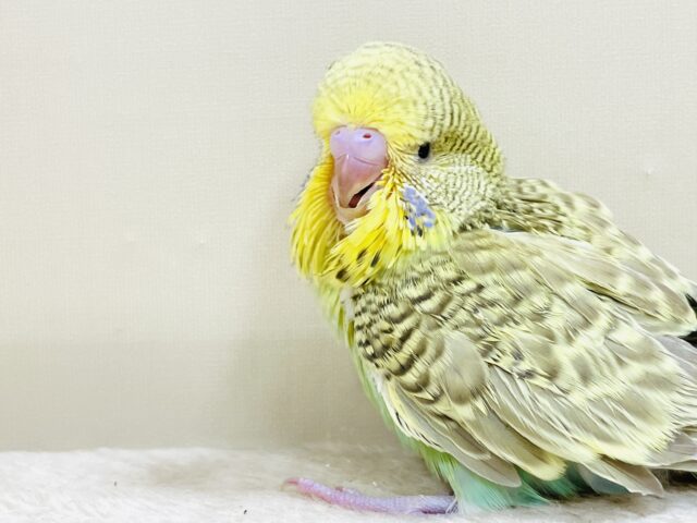 ジャンボセキセイインコ