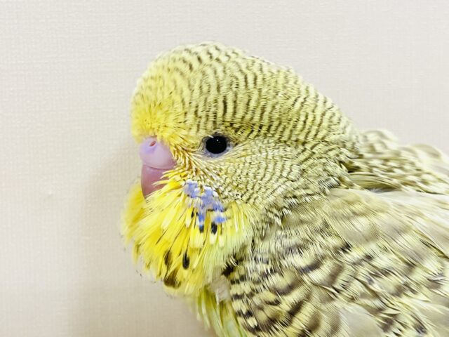 ジャンボセキセイインコ