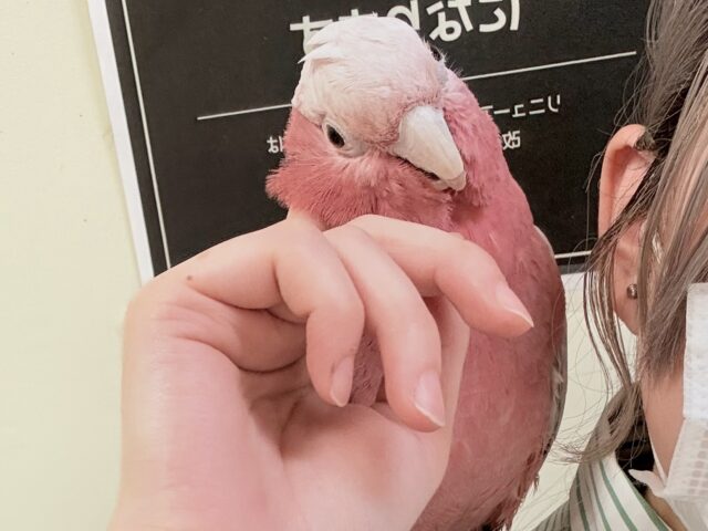 【最新画像更新🪄💫】ピンク色のラブリーボーイ登場🍑✨モモイロインコ(男の子) モモイロインコ