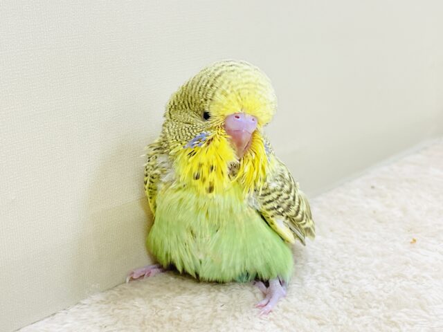 ジャンボセキセイインコ