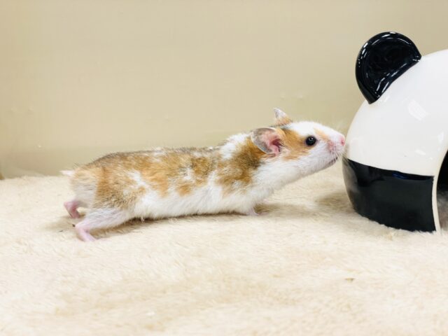 ゴールデンハムスター