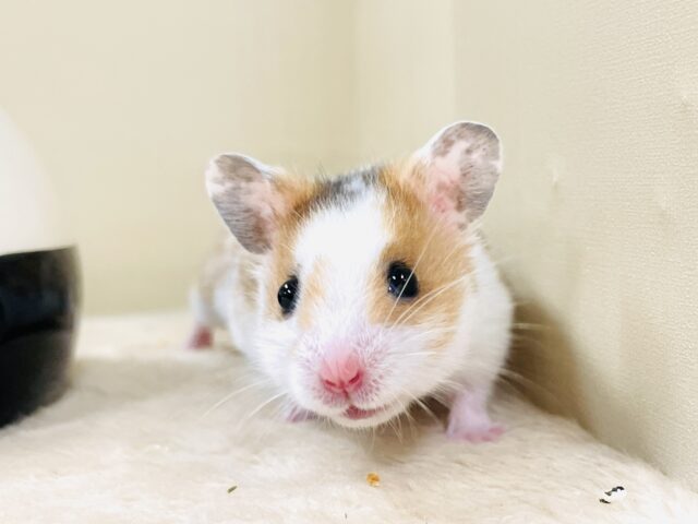 ゴールデンハムスター