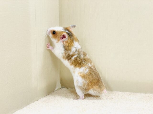 ゴールデンハムスター