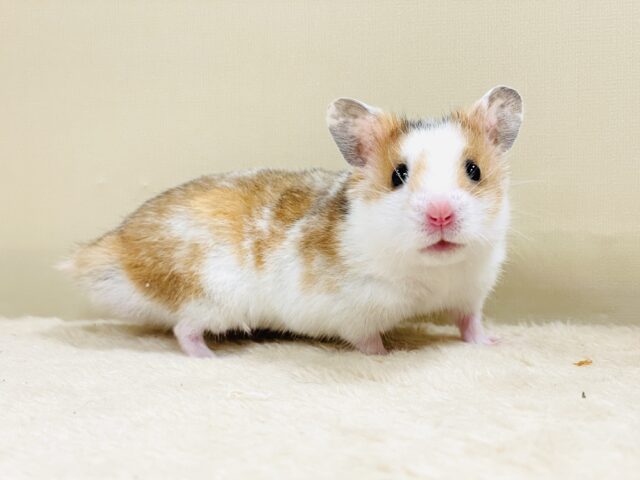 ゴールデンハムスター