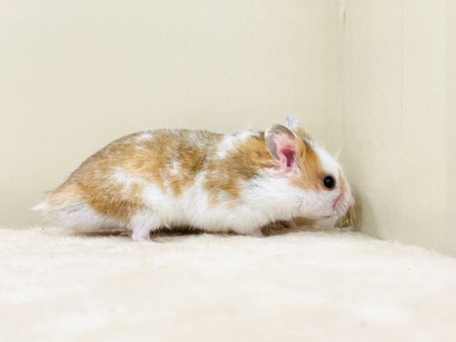 ゴールデンハムスター