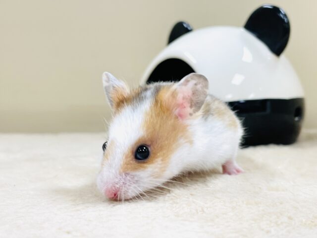 ゴールデンハムスター