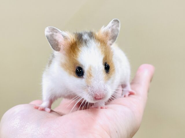 ゴールデンハムスター