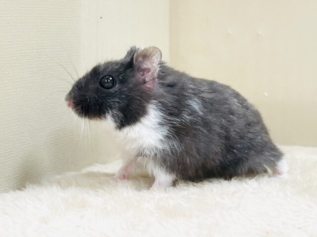 ジャンガリアン