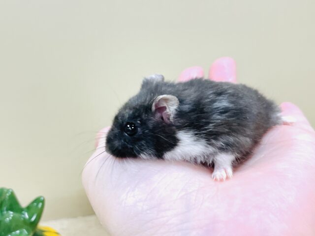 ジャンガリアン