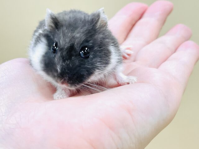 ジャンガリアン