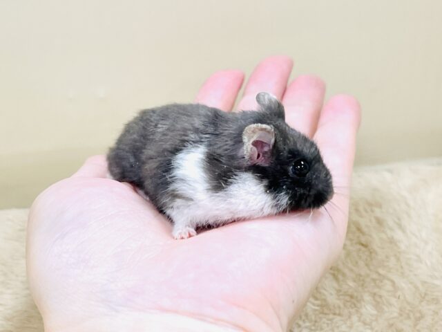 ジャンガリアン