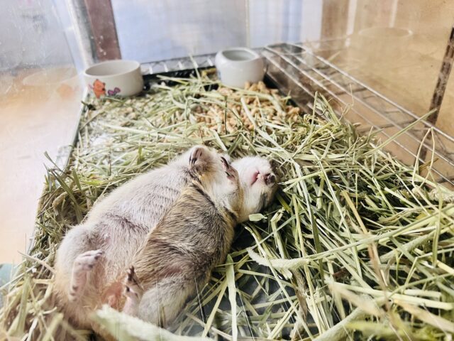 リチャードソンジリス