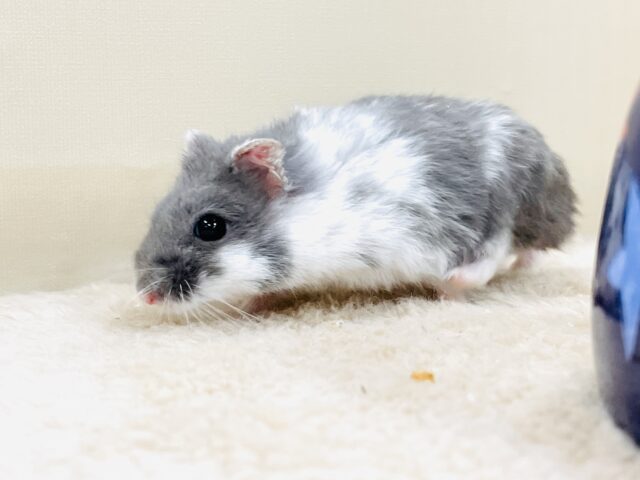 ジャンガリアン