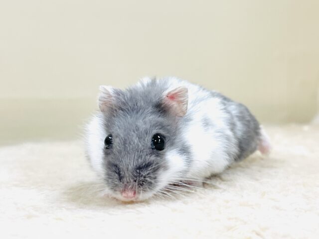 ジャンガリアン