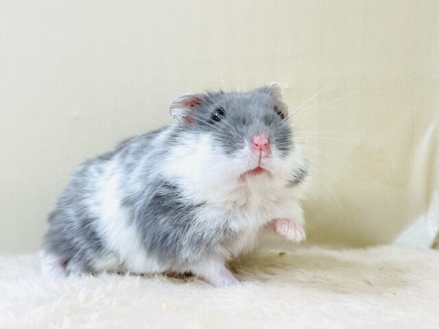 ジャンガリアン