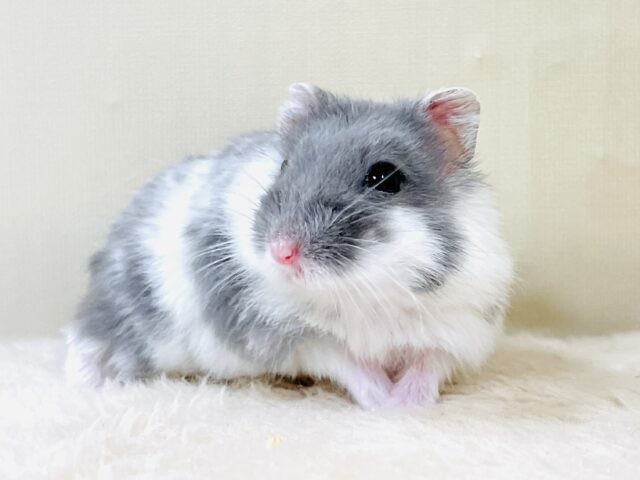 ジャンガリアン