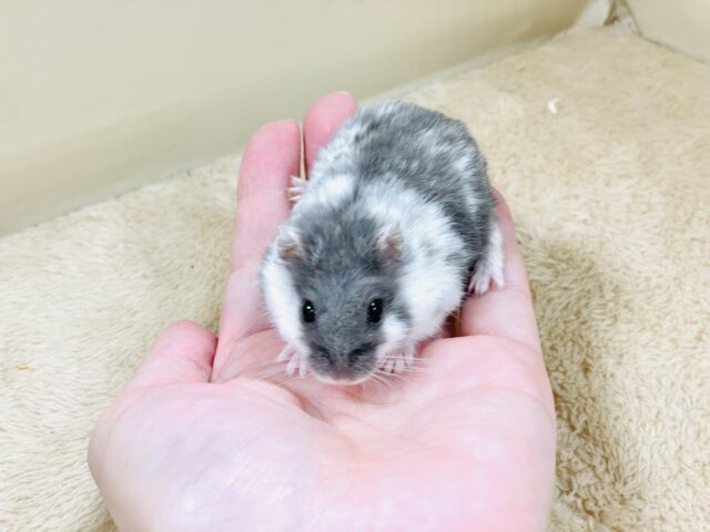 ジャンガリアン