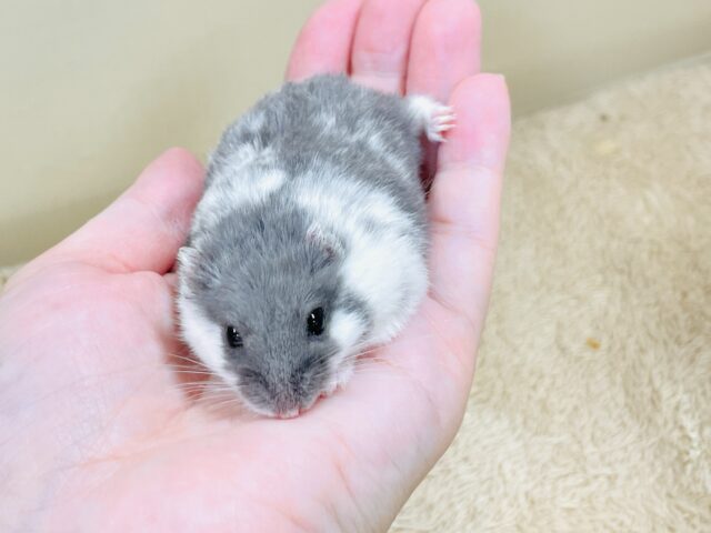 ジャンガリアン