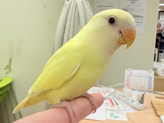 【最新画像🪄︎︎💫ひな餌卒業】赤い瞳とクリームカラーの奇跡のマッチ❣️コザクラインコ(クリームルチノー) コザクラインコ(小桜インコ)