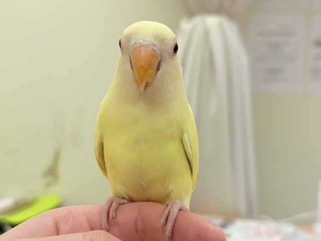 【最新画像🪄︎︎💫ひな餌卒業】赤い瞳とクリームカラーの奇跡のマッチ❣️コザクラインコ(クリームルチノー) コザクラインコ(小桜インコ)