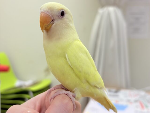 【最新画像🪄︎︎💫ひな餌卒業】赤い瞳とクリームカラーの奇跡のマッチ❣️コザクラインコ(クリームルチノー) コザクラインコ(小桜インコ)