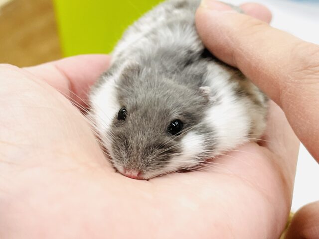 ジャンガリアン